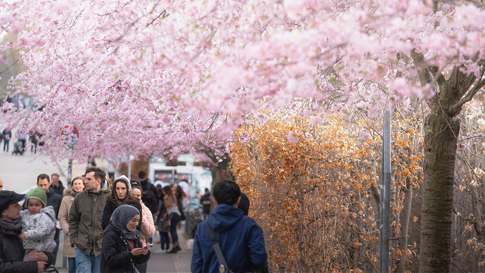 ベルリンに桜を植樹する上での問題点と、背景にある戦争の爪痕2