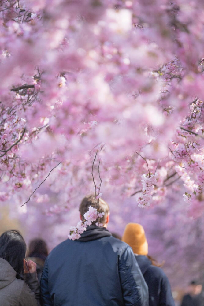 ベルリンの桜の歴史