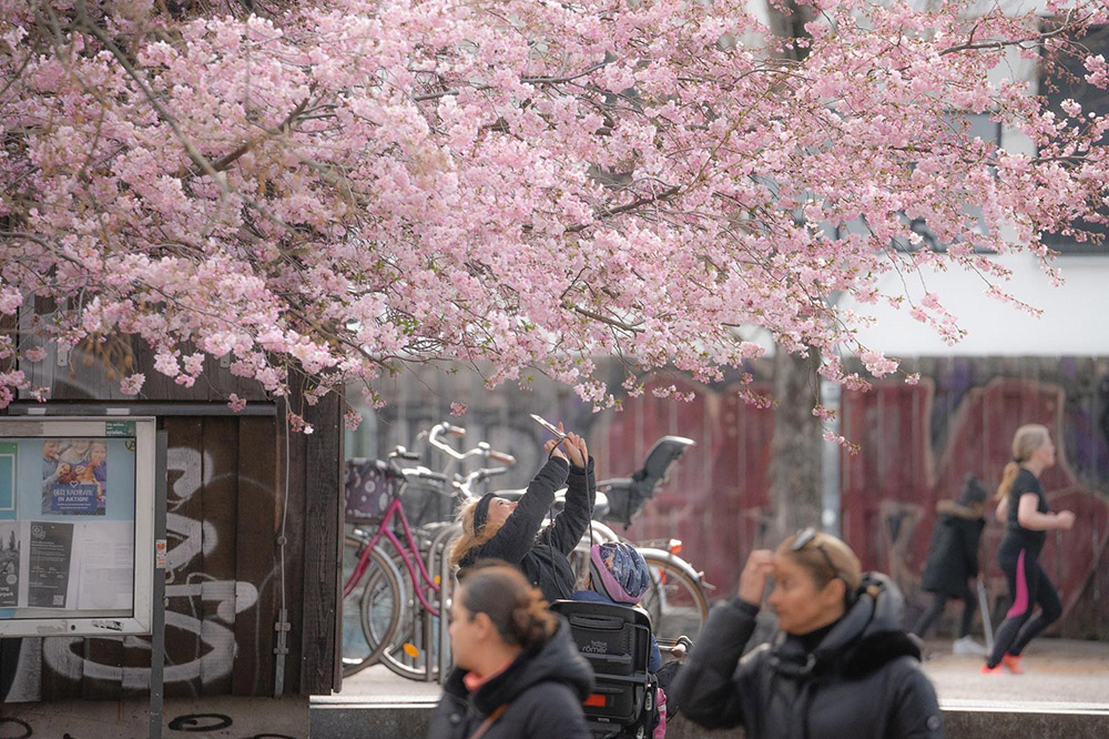 ベルリンに桜を植樹する上での問題点と、背景にある戦争の爪痕1