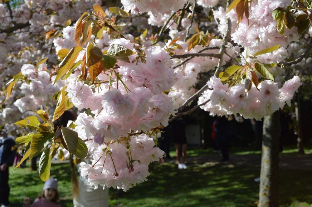 ベルリンでお花見をするならGärten der Weltの桜祭り(Kirschblütenfest)がおすすめ！