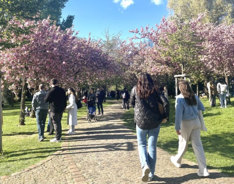 ベルリンでお花見をするならGärten der Weltの桜祭り(Kirschblütenfest)がおすすめ！ OK!BERLIN
